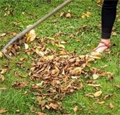 Fall raking leaves