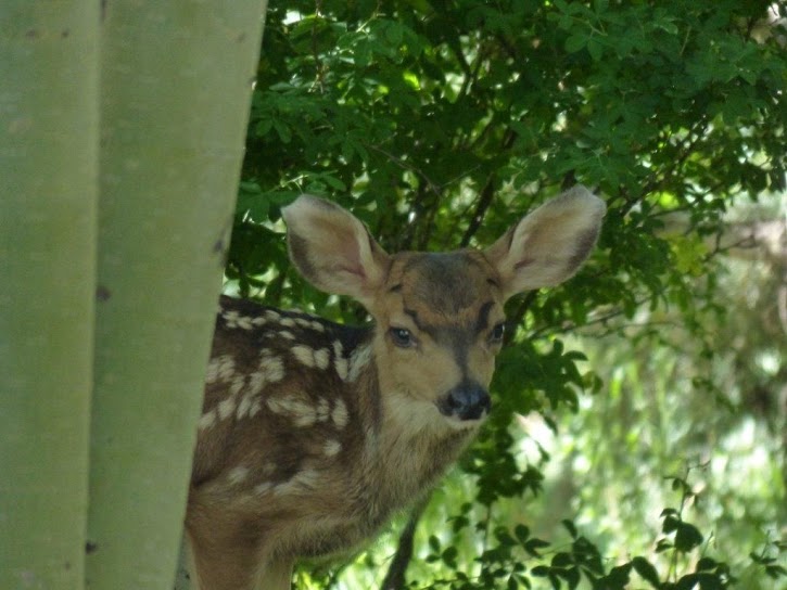Fawn
