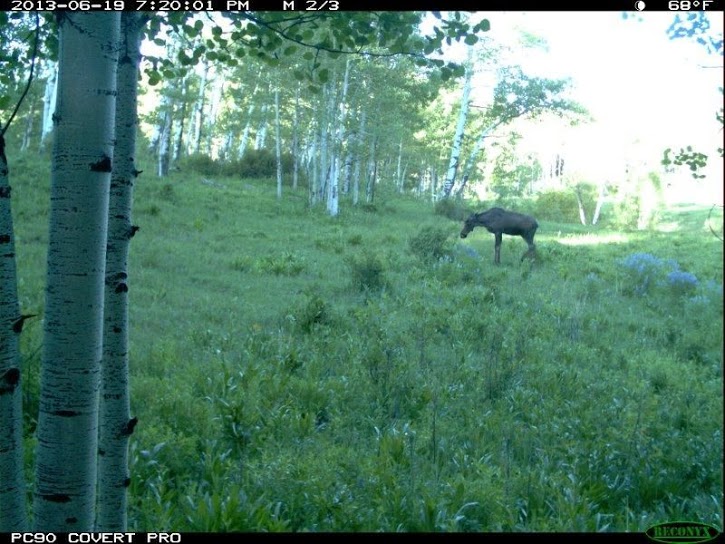 Moose2